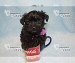 Small #11 Poodle (Toy)-Yorkshire Terrier Mix