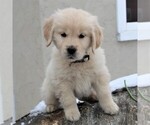 Small Photo #4 Golden Retriever Puppy For Sale in HONEY BROOK, PA, USA