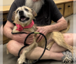 Ruffles - Male Australian Shepherd-Unknown Mix Dog for Adoption - Small photo