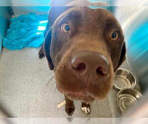 Labrador Retriever Dogs for adoption in Orange, CA, USA