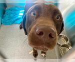BUDDY - Male Labrador Retriever Dog for Adoption - Small photo
