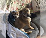 Small Photo #3 Chihuahua-Unknown Mix Puppy For Sale in San Francisco, CA, USA