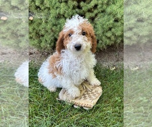 Cavapoo Puppy for sale in MIDDLEBURY, IN, USA