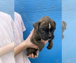 Small Photo #17 Boxer Puppy For Sale in LINTON, IN, USA