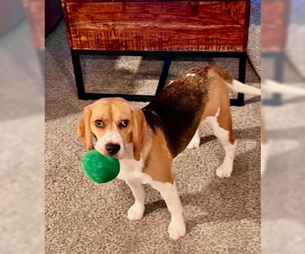 Medium Photo #2 Beagle-Unknown Mix Puppy For Sale in Tucson, AZ, USA
