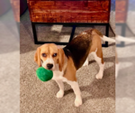 Small #1 Beagle Mix