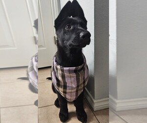 German Shepherd Dog Puppy for sale in NAVASOTA, TX, USA