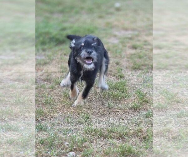 Medium Photo #10 Mutt Puppy For Sale in Rosenberg, TX, USA