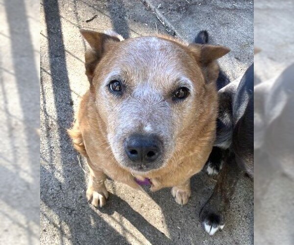 Medium Photo #1 Mutt Puppy For Sale in  Ramona, CA, USA