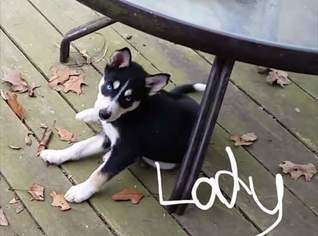 Border Collie-Siberian Husky Mix Puppy for sale in POTTSBORO, TX, USA