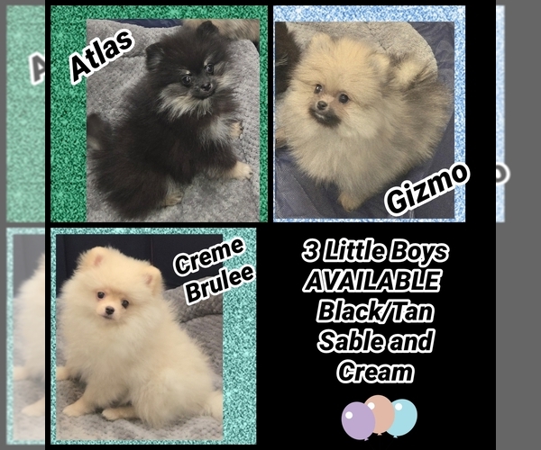 Medium Photo #1 Pomeranian Puppy For Sale in KINGMAN, AZ, USA