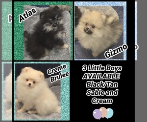 Pomeranian Puppy for sale in KINGMAN, AZ, USA