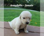 Puppy Annabelle Golden Retriever