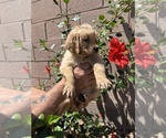Small Photo #13 Golden Retriever Puppy For Sale in PEORIA, AZ, USA