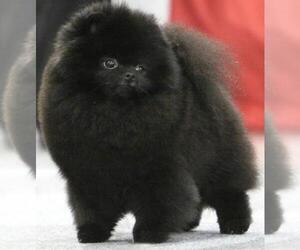 Father of the Pomeranian puppies born on 08/01/2021