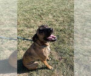 Black Mouth Cur Dogs for adoption in Lee's Summit, MO, USA