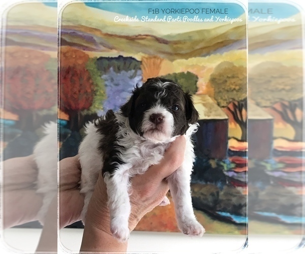 Medium Photo #6 YorkiePoo Puppy For Sale in BURKESVILLE, KY, USA