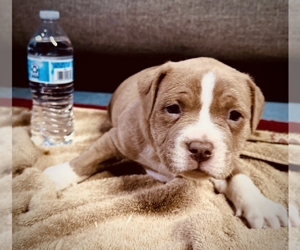 Medium Photo #8 American Bully Puppy For Sale in GROVE CITY, MN, USA