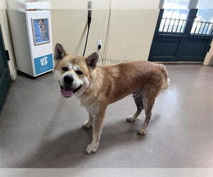 Medium Akita