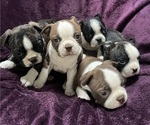 Image preview for Ad Listing. Nickname: Litter of 5