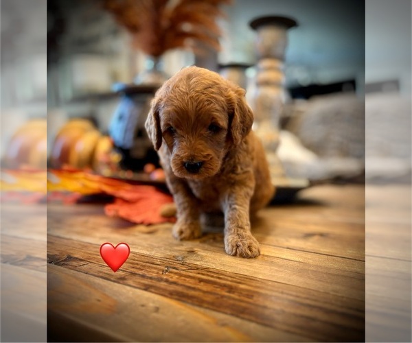 Medium Photo #2 Goldendoodle (Miniature) Puppy For Sale in SAINT JAMES, MO, USA