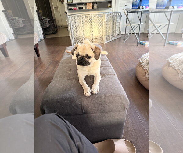 Medium Photo #3 Pug Puppy For Sale in Indianapolis, IN, USA