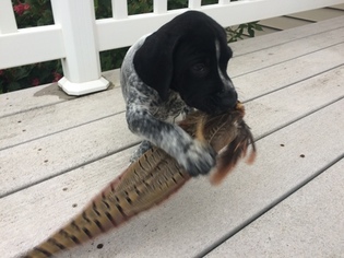 German Shorthaired Pointer Puppy for sale in CHESTER, SD, USA