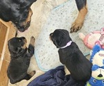 Small Photo #1 Rottweiler Puppy For Sale in WAVERLY, MO, USA