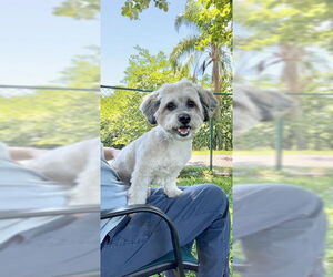 Shih Tzu-Unknown Mix Dogs for adoption in Weston, FL, USA