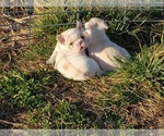 Small Photo #23 French Bulldog Puppy For Sale in BONE CAVE, TN, USA