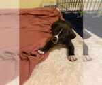 Small #5 American Staffordshire Terrier-Boxer Mix