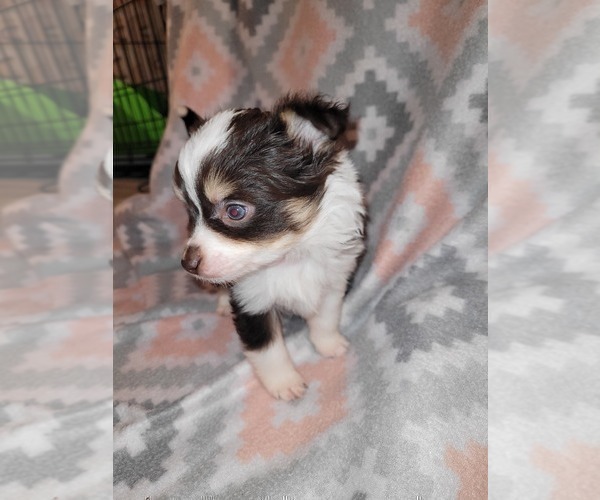 Medium Photo #8 Miniature Australian Shepherd Puppy For Sale in ADAIR VILLAGE, OR, USA