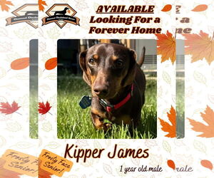 Dachshund Dogs for adoption in San Antonio, TX, USA