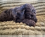 Puppy Jay Poodle (Standard)