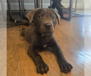 Labrador Retriever-Unknown Mix Dogs for adoption in Lakewood, CO, USA