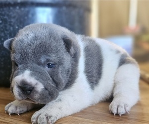 Chinese Shar-Pei Puppy for sale in APPLE VALLEY, CA, USA