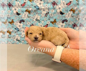 Maltipoo (Miniature) Puppy for sale in WINNSBORO, LA, USA