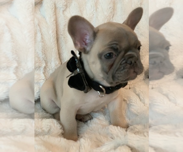 Medium Photo #5 French Bulldog Puppy For Sale in KING, NC, USA