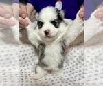 Small #9 Pomsky