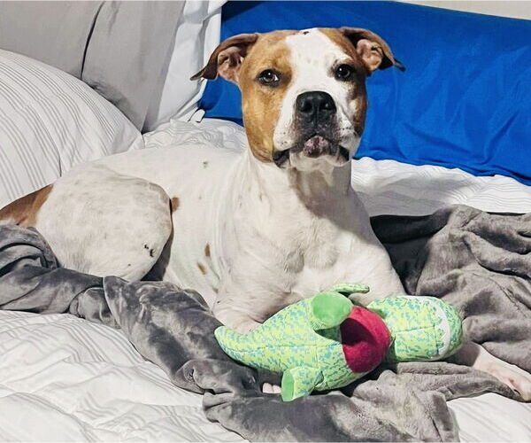 Medium Photo #28 American Pit Bull Terrier-Unknown Mix Puppy For Sale in Germantown, OH, USA
