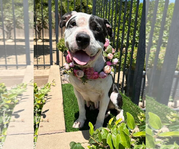 Medium Photo #9 American Pit Bull Terrier-Unknown Mix Puppy For Sale in Redlands, CA, USA