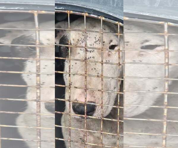 Medium Photo #5 Bull Terrier Puppy For Sale in Castle Rock, CO, USA