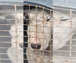 Small Photo #5 Bull Terrier Puppy For Sale in Castle Rock, CO, USA