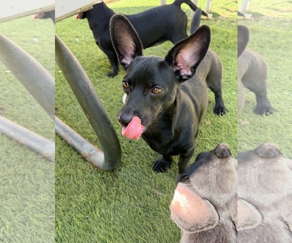 Medium Photo #3 Dachshund-Unknown Mix Puppy For Sale in La Verne, CA, USA