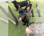 Small #2 Dachshund Mix