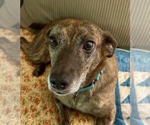 Feist Terrier-Unknown Mix Dogs for adoption in Arlington, VA, USA