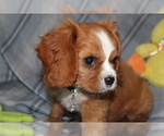 Small #2 Cavalier King Charles Spaniel