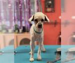 Small #9 Poodle (Miniature)