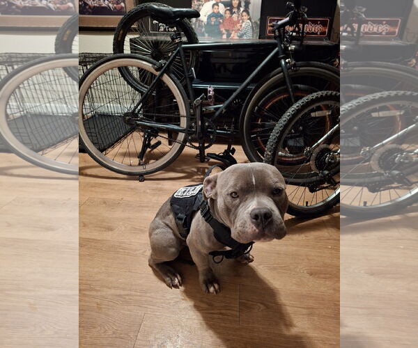 Medium Photo #3 American Pit Bull Terrier-Staffordshire Bull Terrier Mix Puppy For Sale in Woodland, CA, USA