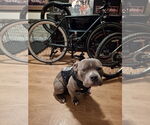 Small #2 American Pit Bull Terrier-Staffordshire Bull Terrier Mix